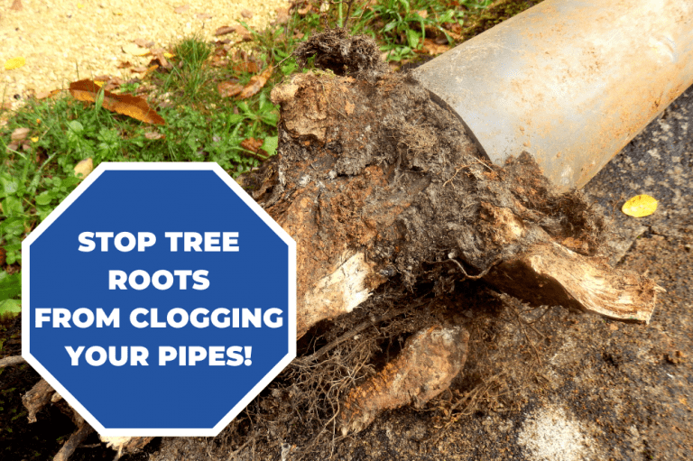 How to Tackle Tree Roots in Your Sewer Line